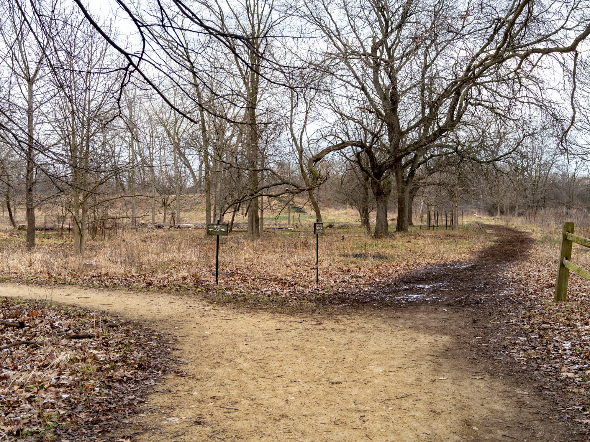 Looking east at the diverging paths between the Main Loop and Wetland Trail.