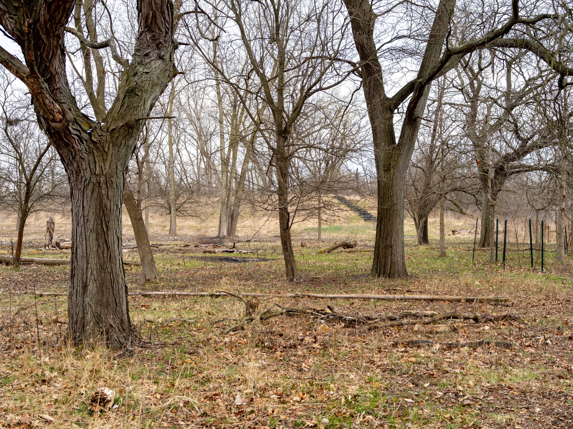 Looking northeast a few steps into the path marked Wetland Trail.
