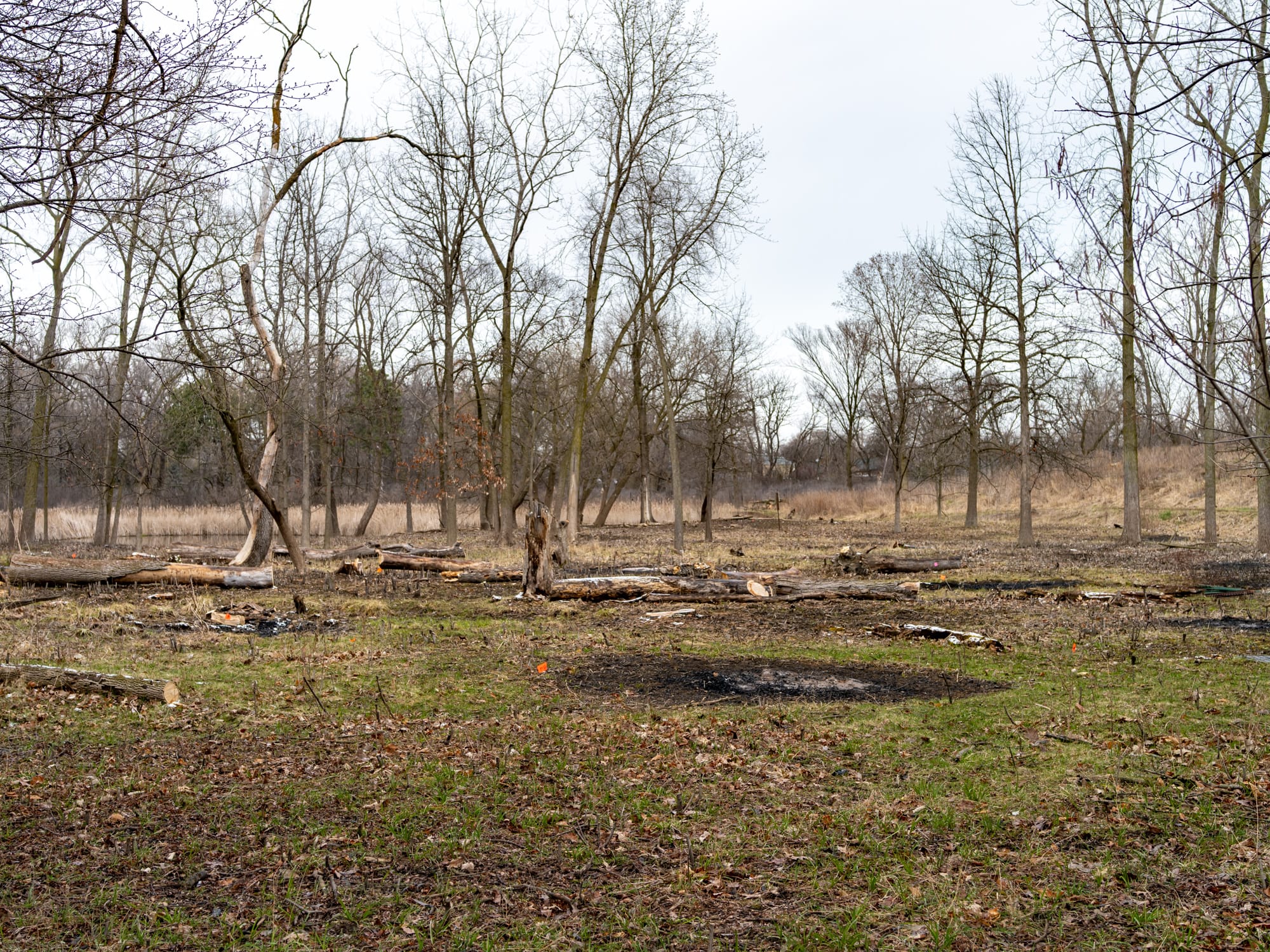 Looking north, the eastern pond can be seen from here.