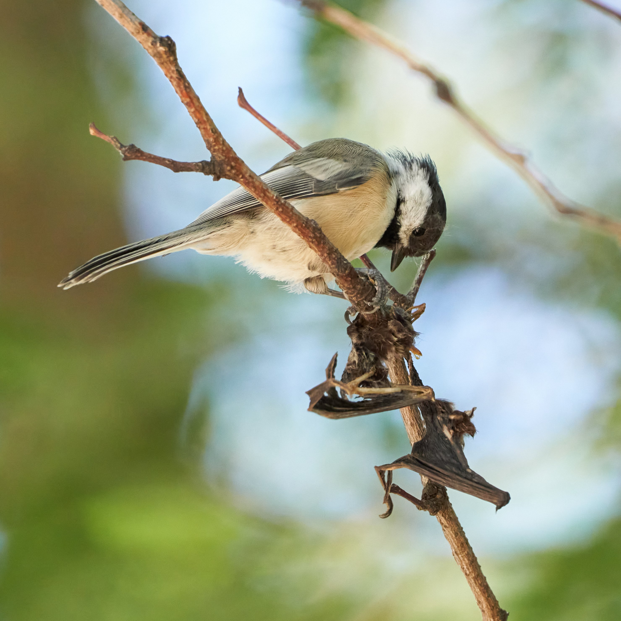 The Economic Value of Birds in Chicago