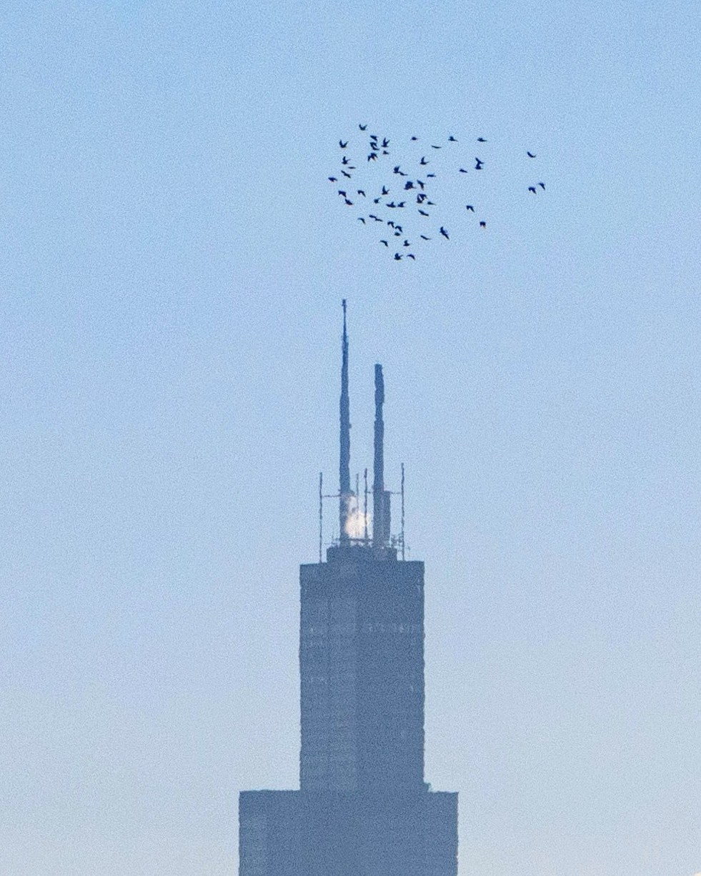 The Economic Value of Birds in Chicago