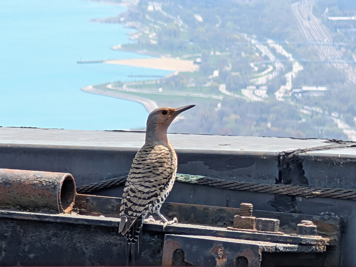 The Economic Value of Birds in Chicago