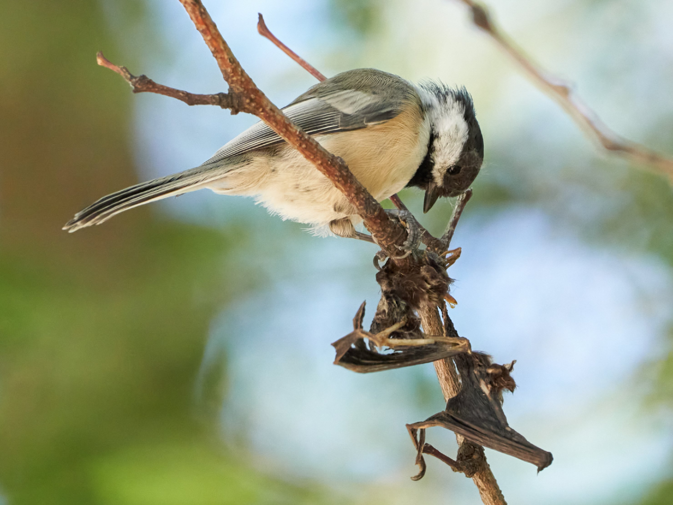 The Economic Value of Birds in Chicago