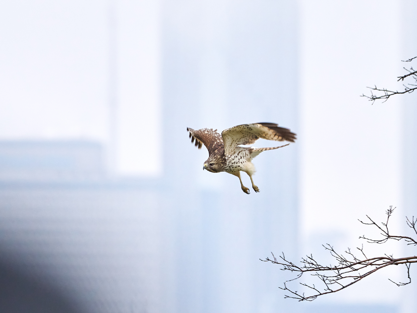 The Economic Value of Birds in Chicago