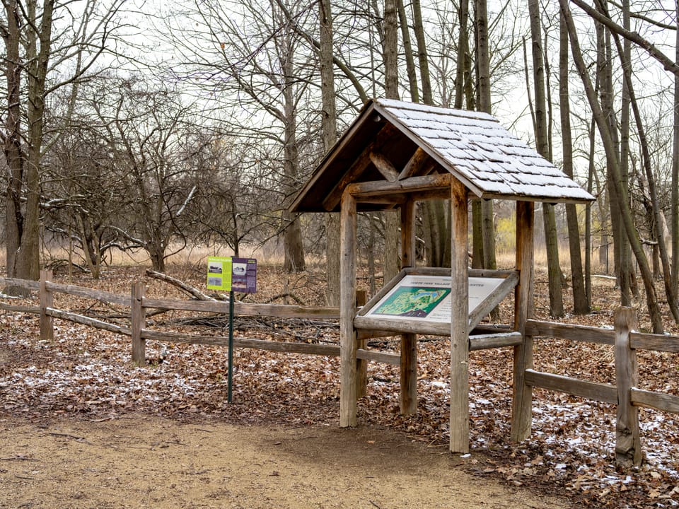 North Park Village Birding: Maple Season Updates