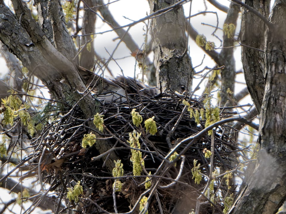 NPV Birding: Occupied Nests