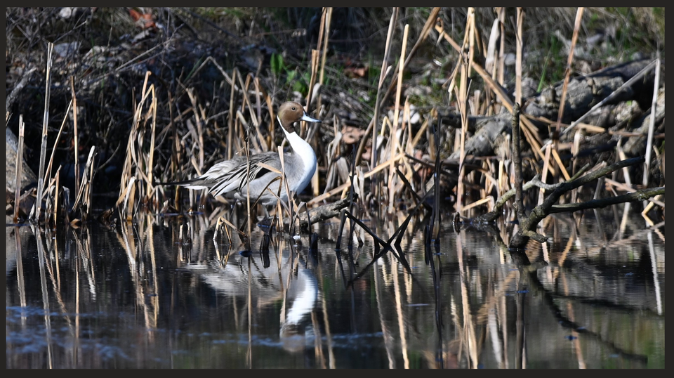 NPV Birding: A Northern Pintail and other oddities