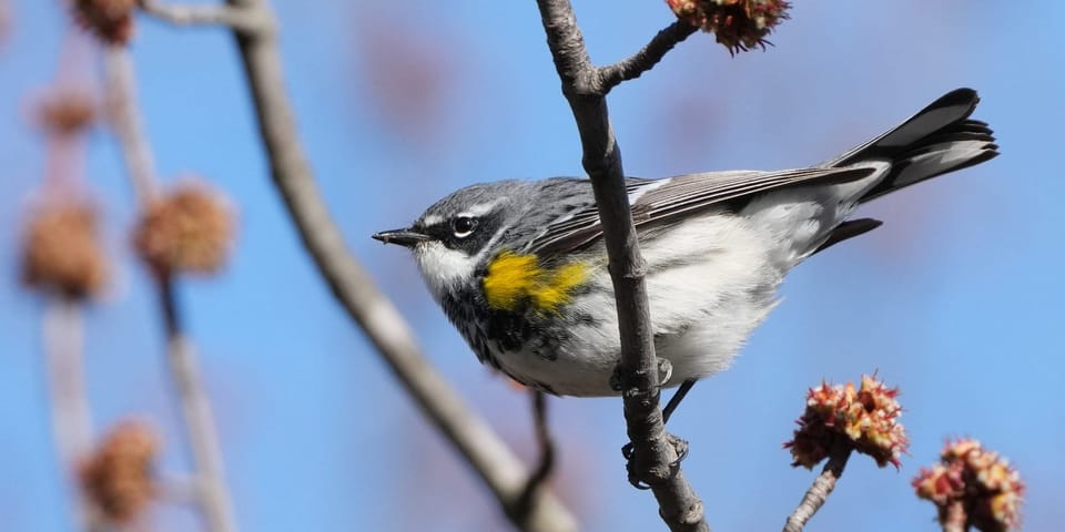 CBA's North Park Village Birding: Kicking off Spring 2025