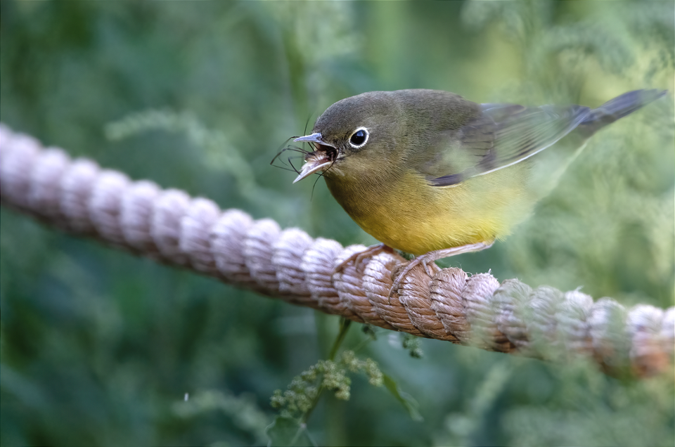 Connecticut Warbler perched on a stanchion rope - Matthew Dolkart